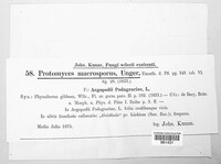 Protomyces macrosporus image